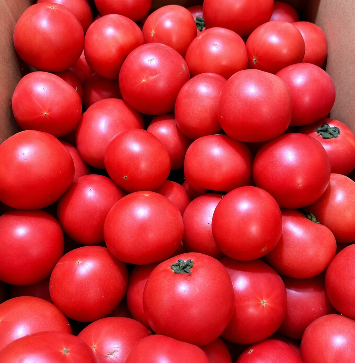 Tomato