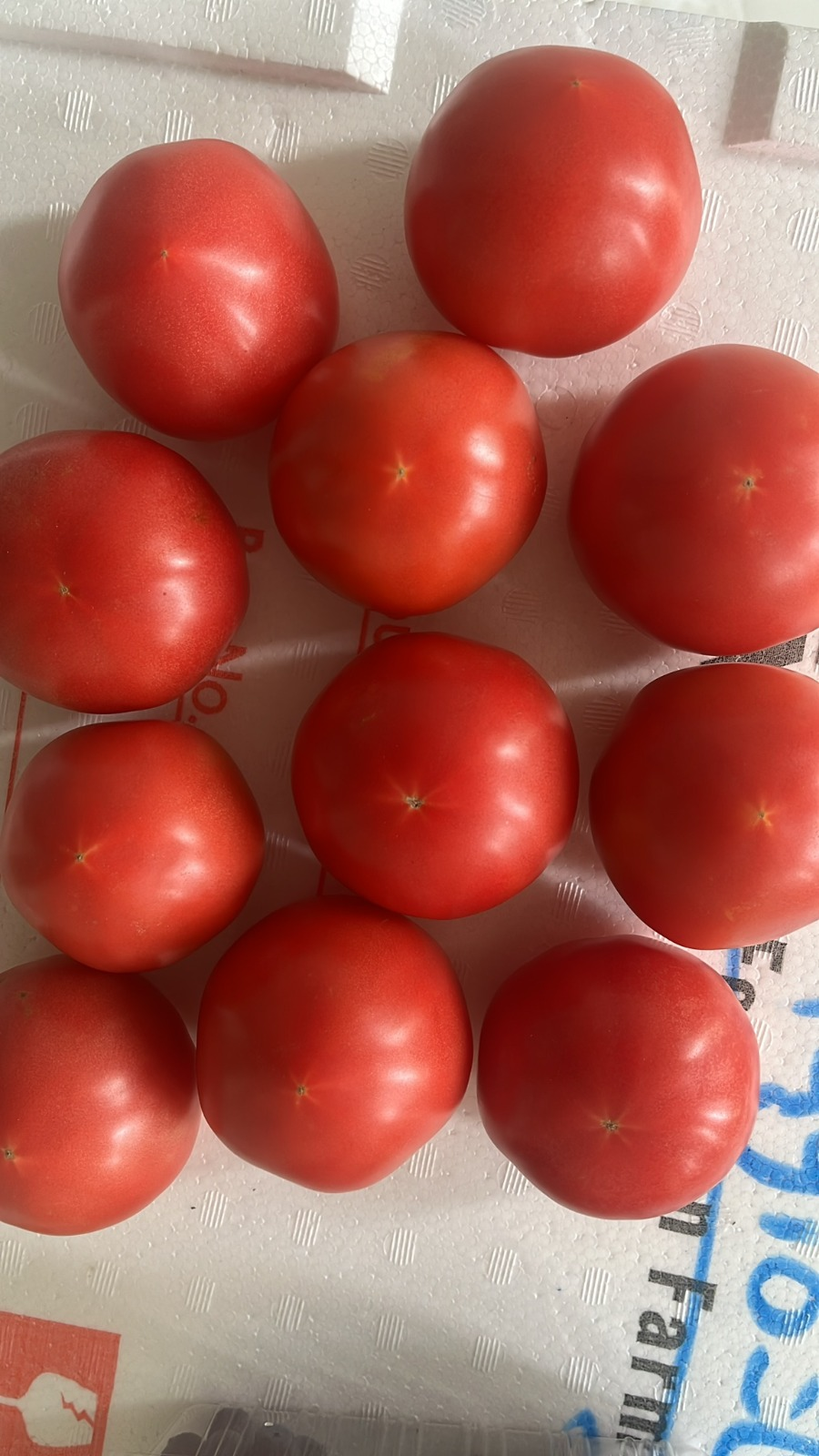 Tomato Value pack 3packs