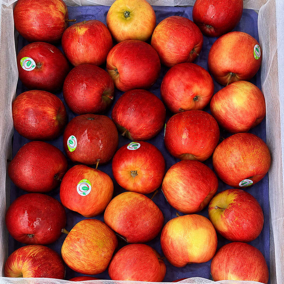 Apple 4pc