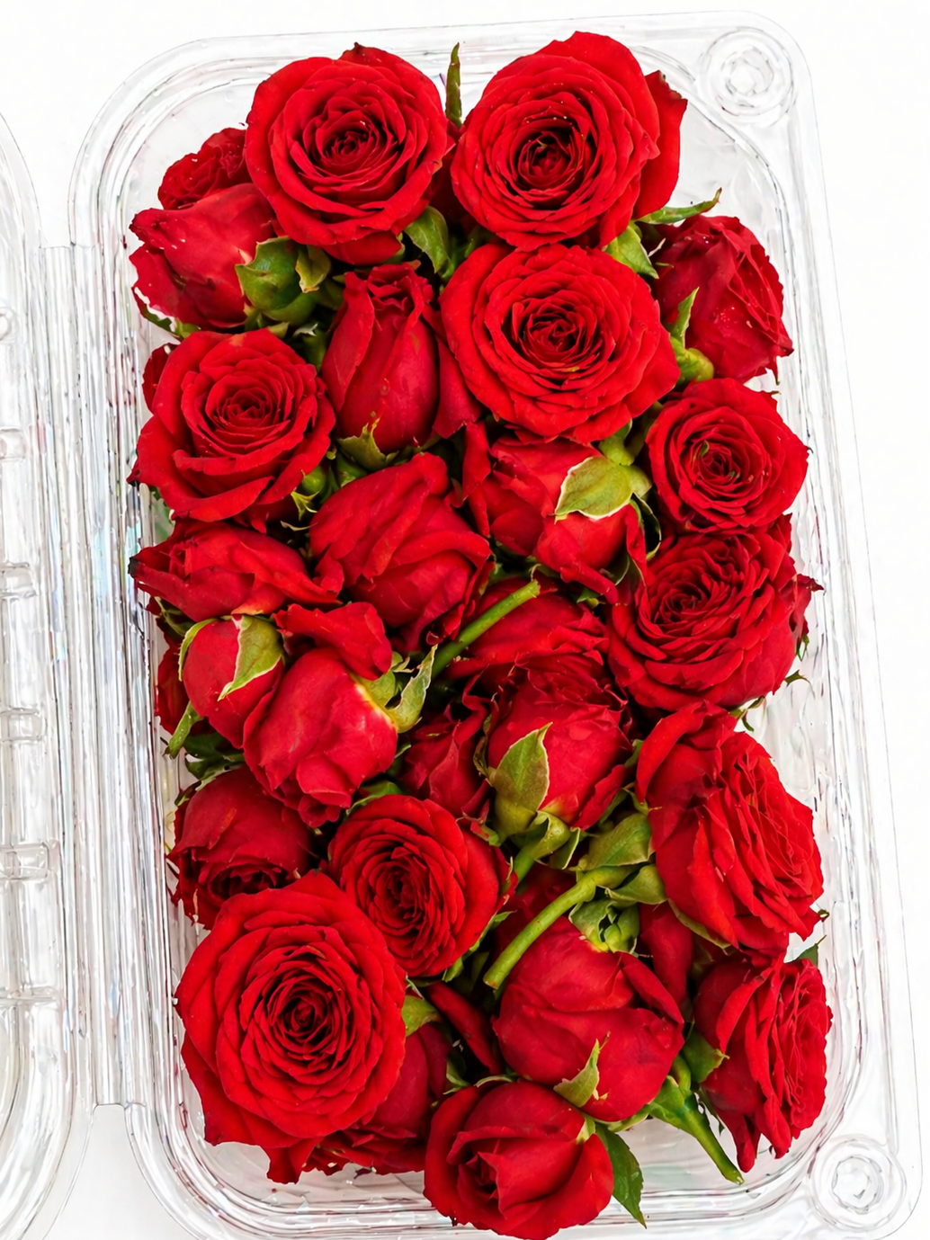 Button Red Roses 100gm