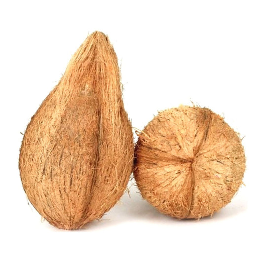Indian Coconut 1 pc Large