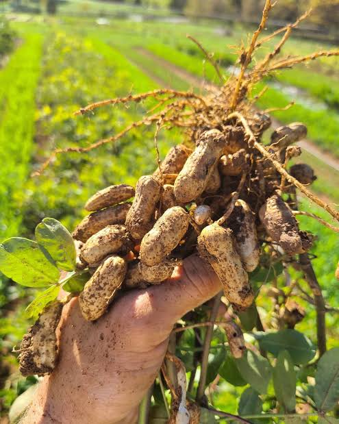 Fresh Raw peanut 500g