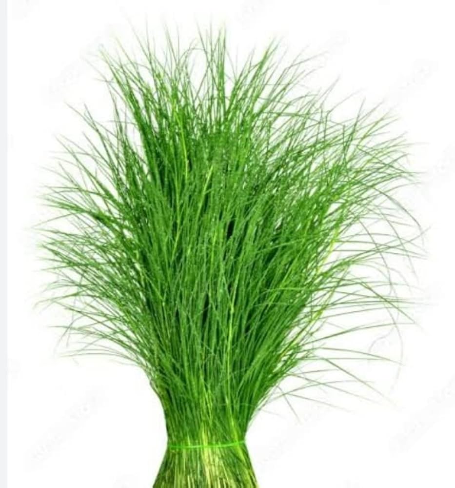 Doob grass/ dhurva/ arugampul