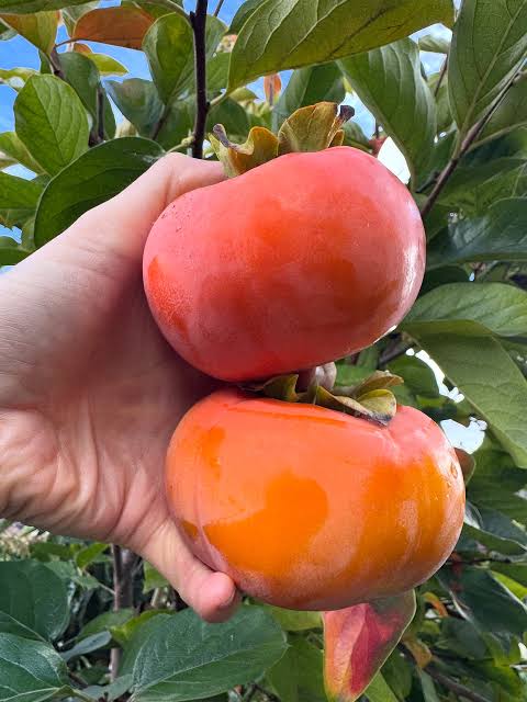 Persimmon/ kaki