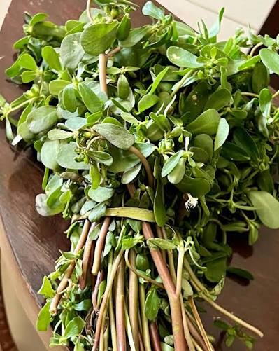 Kulfa saag/ parrupu keerai 1 bunch