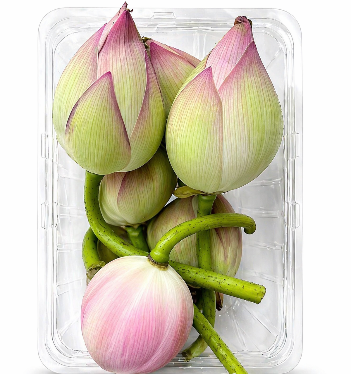 Lotus flower 1 pc