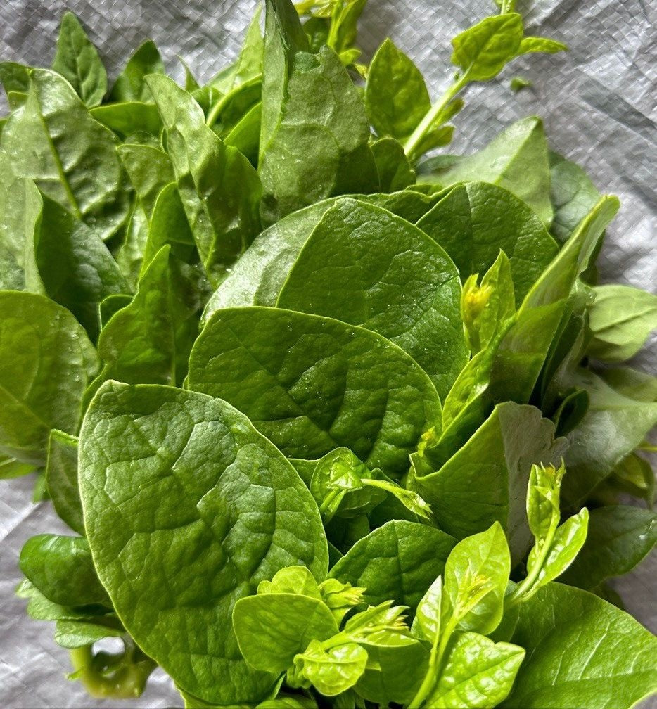 Malabar spinach / pasala keerai 1 pack