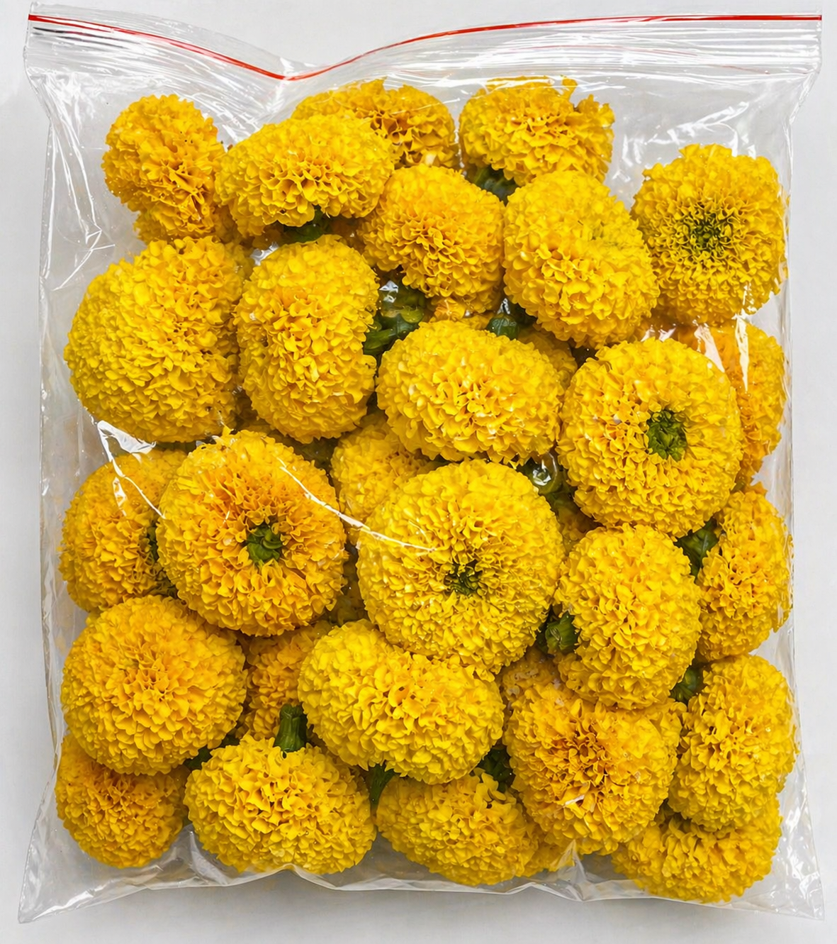 Yellow marry gold 1 pack