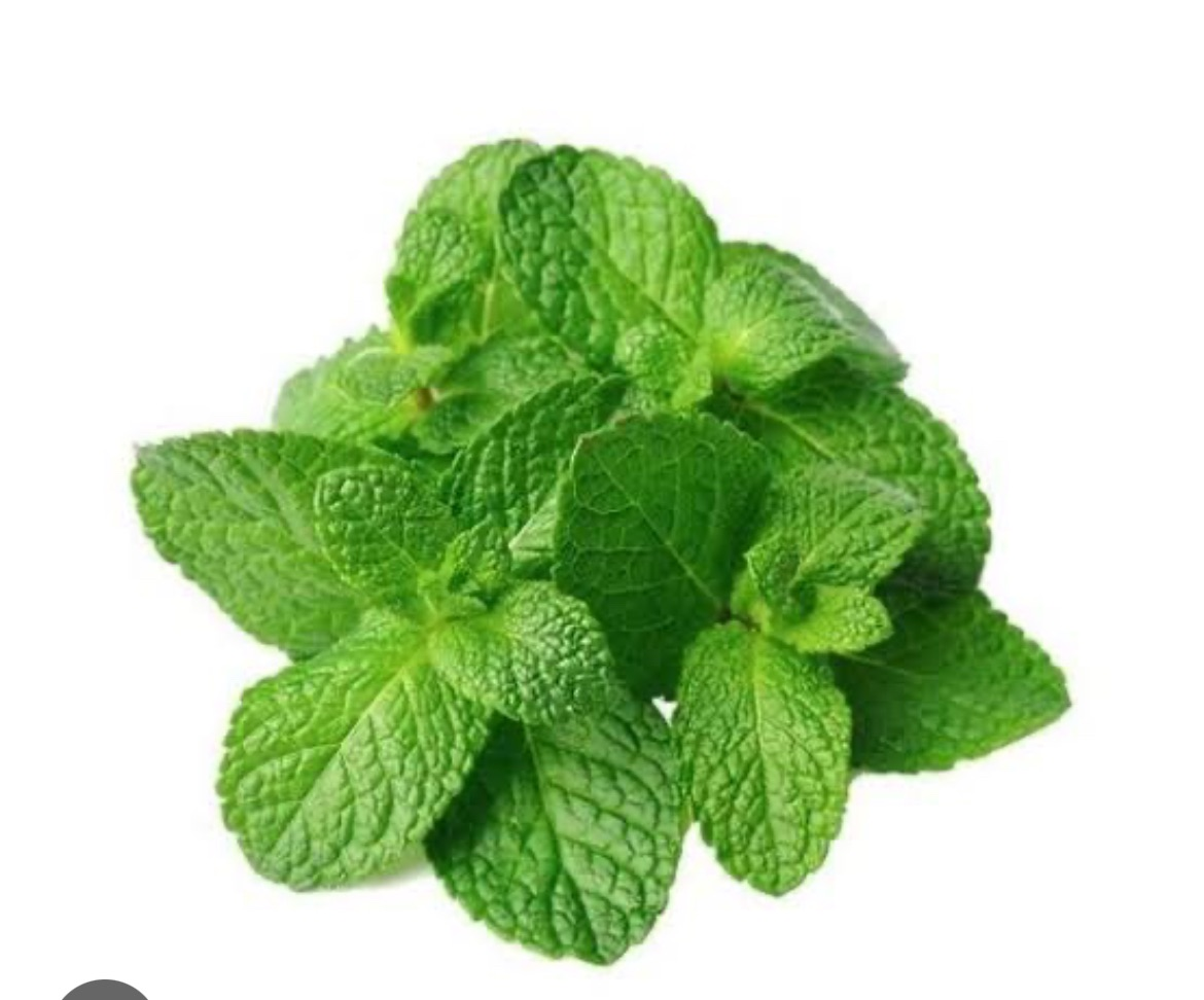 Fresh mint 1 pack