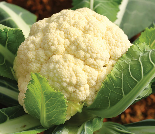 Fresh Cauliflower 1 pc