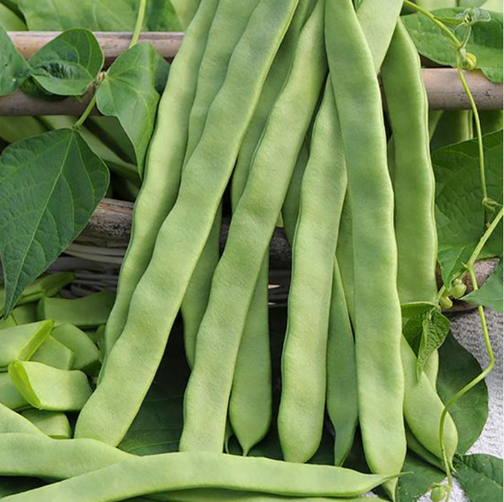Broad Beans/ Avarakkai 250g